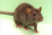 Rat Hair, Feathers, Sand Are Being Added To Your Food!